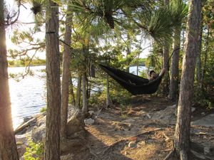 Hammock trees