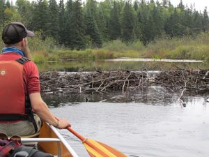 Frost River beaver dam