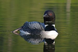 Duncan Loon