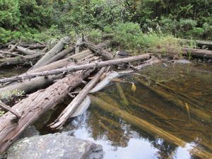 Portage log jam