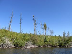 Red Eye Lake Fire (?) 11 years later