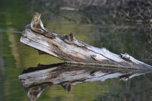 Aligator?