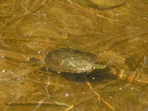 DSCF1562.JPG