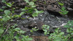 DSCF9014.JPG