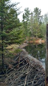 Beaver damn crossing hiking trail